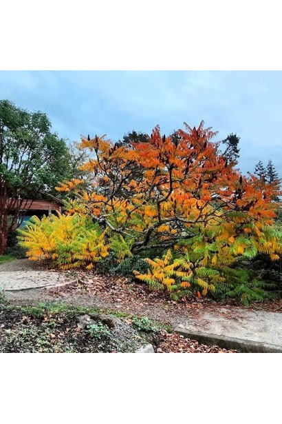 Елегантний сумах Діссекта для парків і садів.